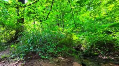 Ormanın derinliklerinde, dağlardan akan bir dere var.