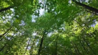 Görkemli ağaç gövdeleri yüksekte, mavi gökyüzüne daha yakın, ve yeşil yapraklarla süslenmiş dallar güneşin geçmesine izin verir..