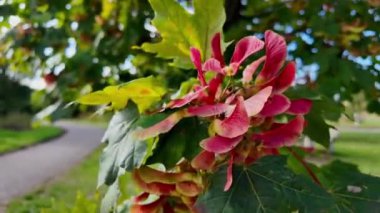 Zengin kırmızı samaraların çarpıcı bir gösterisi hafif esintide dans eder, doğanın sanatsal özünü yakalar. Bereketli bir parkta, canlı yapraklar mavi gökyüzü ile güzel bir tezat oluşturuyor.