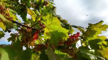 Sakin bir sonbahar manzarasının ortasında, dallar arasında hafif bir meltem esintisi gibi yeşil ve kırmızı renkte titrek yapraklar parıldıyor. Soluk gri bulutlar tembelce gökyüzünde sürükleniyor ve büyüleyici bir hava yaratıyor.