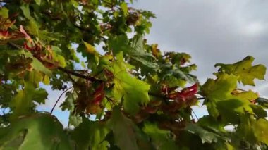 Sonbaharın kalbinde, hafif bir esinti dallar üzerinde dans eden canlı yaprakların olduğu pitoresk bir ormanda sallanır. Yeşil renkler, kırmızı ve sarı renklerle birbirine karışır ve bir duvar halısı oluşturur.