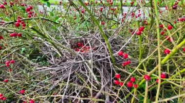 Canlı kırmızı böğürtlenlerin arasına yerleştirilmiş büyüleyici bir yuva doğanın narin güzelliğini gözler önüne seriyor. Yeşillik zengin bir duvar halısı ile çevrili bu gizli tapınak,
