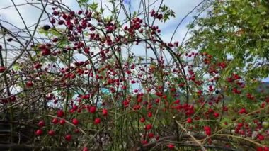 Resimli bir ortamda, vahşi bitkilerden oluşan zengin bir duvar halısı narin dalların arasına yerleştirilmiş parlak kırmızı böğürtlen kümeleri sergiliyor. Arkaplanda berrak, mavi bir gökyüzü var, yemyeşil bir gökyüzü.