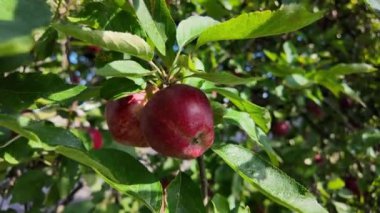 Kırsalda yuva yapmış güzel bir meyve bahçesinde olgun elmalar dallardan sarkır ve gür yeşil yapraklara karşı canlı kırmızı renklerini sergilerler. Güneş ışığı yaprakların arasından süzülüyor.