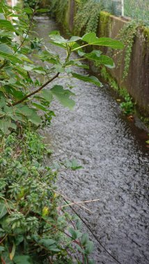 Sakin bir akarsu, yoğun yeşillik ve yumuşak bitki örtüsüyle çevrili sakin bir ortamda dolaşır. Su sabahın erken saatlerinde hafif bir ışık altında parlar, çevreleyen yaprakların canlı renklerini yansıtır. Bankalar bir varyete ile dolu.