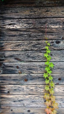 Uzun bir sarmaşık sarmaşığı zarif bir şekilde eskimiş ahşap bir duvara yükselir, yeşil ve turuncu yaprakların çarpıcı bir karışımını sergiler. Ahşap yüzey, yaşını ve karakterini vurgulayan derin oyuklar ve düğümlerle doğal bir ezgi sergiliyor. Bu sakin sahne...