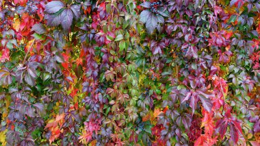Tuğladan bir duvarı süsleyen göz kamaştırıcı bir sonbahar yeşilliği zengin bir renk paleti sergiliyor. Koyu kırmızı, parlak turuncu ve yemyeşil karışımlar halinde yapraklar büyüleyici bir görsel ziyafet yaratıyor. Yeşillikler sağlıklı ve canlı görünüyor, Prov.