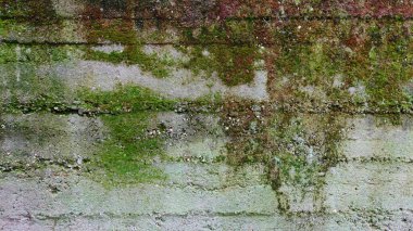 Yıpranmış beton bir duvarın yüzeyinde canlı bir yosun ve yosun görüntüsü sergilenir ve sessiz bir arkaplan karşısında yeşilliklerin karışımı vurgulanır. Çeşitli renkler birleştirilir, doğal bir şey yaratır.