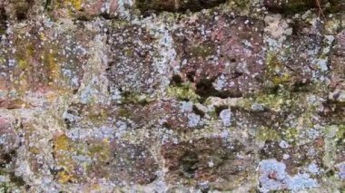 Bu büyüleyici keşifte canlı yosun ve liken ile süslenmiş dokulu taş bir duvar sergileniyor. Renk katmanları ve karmaşık desenler doğanın güzelliğini anlatıyor. Güneş ışığı kalıpları