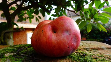 Eşsiz şekilli kırmızı bir elma, canlı yeşil yapraklarla çevrili yosunlu bir taş yüzeyde ve olağandışı biçimini ve doğal güzelliğini sergileyen sakin bir bahçe arka planında bulunur..