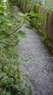 Sakin bir akarsu, yoğun yeşillik ve yumuşak bitki örtüsüyle çevrili sakin bir ortamda dolaşır. Su sabahın erken saatlerinde hafif bir ışık altında parlar, çevreleyen yaprakların canlı renklerini yansıtır. Bankalar bir varyete ile dolu.