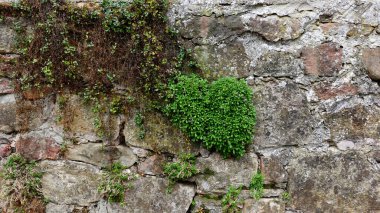 Yıpranmış taş bir duvardan canlı, kalp şeklinde bir yeşil bitki kümesi ortaya çıkar ve doğal dayanıklılığın güzelliğini gösterir. Büyüme, yaşlı taşların kaba dokusuna karşı koyuyor.