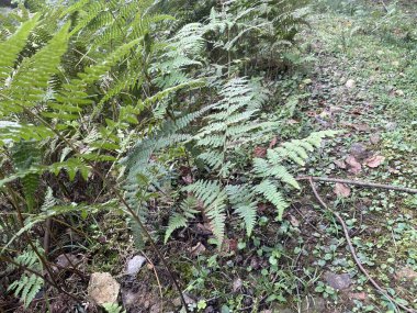 Parktaki güzel orman