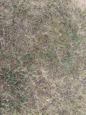 yeşil çimen dokusu arkaplanı