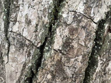 Ağaç kabuğunun dokusu.