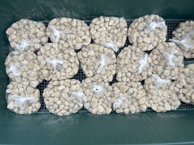 Saksı taşları bir bitkinin dibine dizilmiştir. Çimenlik taşları toprak drenajını iyileştirmek için kullanılır. Bu resim doğal bahçe malzemelerinin temellerini temsil eder..