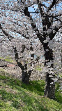 Bahar güneşinin altında açan kiraz çiçeklerinin canlı bir şekilde yakalanması. Narin yapraklar meltemde dans ederek mevsimin geçici güzelliğini anımsatıyor. Japon kültürü, doğası ve mevsimsel değişimin teması için mükemmel..
