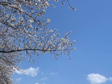 Siklamen yapraklarının yakın çekim görüntüsü onların pürüzsüz kıvrımlarını ve şeffaf güzelliklerini vurgular. Bu kış çiçeği her sahneye zarafet ve sıcaklık getirir..