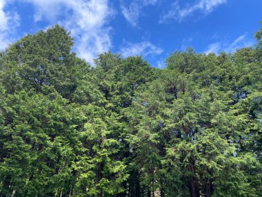 Parlak mavi gökyüzü ve yemyeşil ağaçlarla güzel bir doğal manzara. Huzurlu ve ferahlatıcı atmosfer, doğa, açık hava aktiviteleri ve rahatlama için mükemmel bir ortam oluşturuyor..
