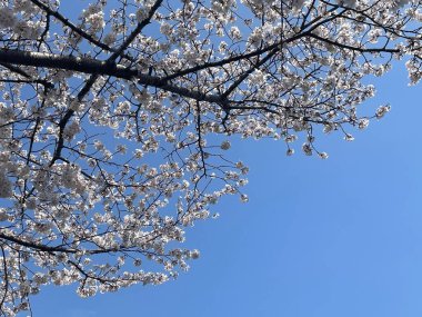 Bahar güneşinin altında açan kiraz çiçeklerinin canlı bir şekilde yakalanması. Narin yapraklar meltemde dans ederek mevsimin geçici güzelliğini anımsatıyor. Japon kültürü, doğası ve mevsimsel değişimin teması için mükemmel..