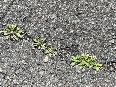 Bu çekim vahşi doğada açan karahindiba çiçeklerini yakalar. Ilık bahar ışığında canlı sarı çiçek açar. Doğanın güzelliğini anımsatır..