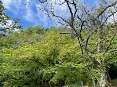 Açık mavi gökyüzü altında canlı yeşil ağaçların manzarası. Görüntü tazeliği, sükuneti ve açıklığı yakalar. Doğa, açık hava aktivitesi ya da çevresel refahı için mükemmel..