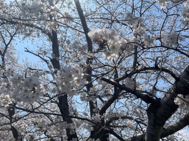 Çiçek açan kiraz çiçeklerini yakalayan güzel bir an. Rüzgarda savrulan narin yapraklar baharın gelişini işaret ediyor..