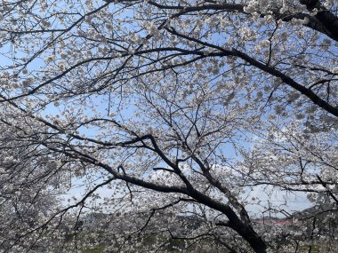 Çiçek açan kiraz çiçeklerini yakalayan güzel bir an. Rüzgarda savrulan narin yapraklar baharın gelişini işaret ediyor..