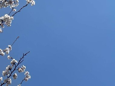 İlkbahar mavi gökyüzünün altında kiraz dalları zarif bir şekilde yayıldı. Çiçeklerin yumuşak pembesi derin gökyüzü ile güzel bir tezat oluşturuyor..