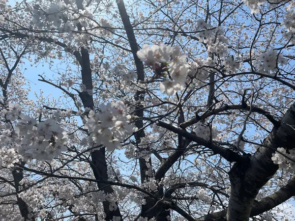 Çiçek açan kiraz çiçeklerini yakalayan güzel bir an. Rüzgarda savrulan narin yapraklar baharın gelişini işaret ediyor..