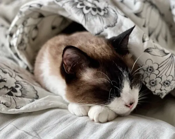 Siyam kedisi battaniyenin altında uyur. Kedi üşüdü ve kendini battaniyenin altında ısıtmaya çalışıyor. Soğuk havanın başlangıcı