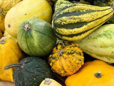 Renkli balkabakları yakın plan, zengin balkabağı arkaplanı. Çeşitli şekiller ve canlı renkler sonbaharın güzelliğini vurgular. Hasat, mevsimlik üretim, sonbahar dekorasyonu, şenlikli atmosfer, sonbahar pazarları.