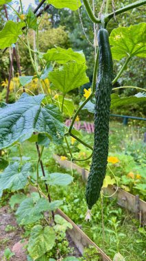 Bahçe bitkileri ve sebze yataklarının arka planında büyüyen bir salatalığın dikey fotoğrafı. Doğal bahçıvanlık ortamında taze ürünleri ön plana çıkarıyor