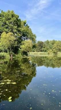 Bereketli ağaçlar ve kamışlarla çevrili sakin bir orman gölü, su yüzeyinde berrak yansımaları var. Doğa temaları, yaz manzaraları ve açık hava ilhamı için uygun. Dikey yönelim.