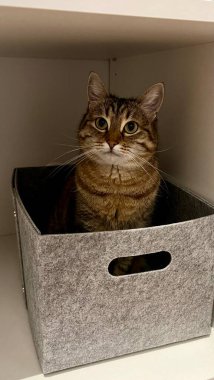 Dolaptaki bir kumaş kutuda rahat rahat oturan tekir bir kedinin dikey fotoğrafı. Rahat ve eğlenceli sahne kedi davranışlarını vurguluyor, evcil hayvanlar alışılmadık dinlenme yerleri buluyor, ve evin içini.