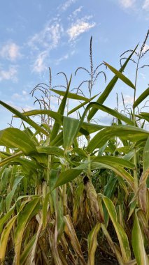 Mavi gökyüzüne uzanan mısır bitkilerinin dikey fotoğrafı. Hasat, hasat festivali, tarım ve çiftlik hayatını ön plana çıkarıyor. Bir çiftlikte yaz sonu ya da sonbahar başı için ideal bir temsil.