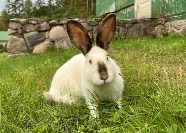 A black and white rabbit sits peacefully on the green grass, framed by rustic outbuildings in the background. The scene symbolizes tranquility, countryside charm, and the simplicity of rural life. clipart