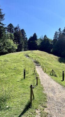 Polonya 'daki Pieniny Ulusal Parkı' ndaki ağaçlarla çevrili bir yürüyüş yolunun dikey fotoğrafı. Yürüyüş, aktif eğlence, seyahat ve doğa keşfi temaları için mükemmel. Açık hava macera görselleri için ideal