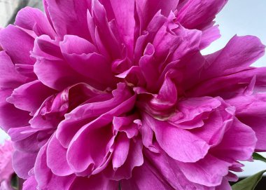 Çiçek açmış pembe bir şakayık çiçeğinin yakın çekimi. Yumuşak pembe renkleri ve doğal dokusuyla detaylandırılmış yapraklar. Doğa, çiçek, botanik, bahar, çiçek, narin, bahçe, yakın plan, şakayık çiçeği.