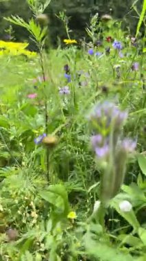 Renkli çayır çiçekleri arasında yürümenin dikey videosu. Canlı çiçeklerin yakın plan görüntüleriyle. Doğa yürüyüşleri, kır çiçeği manzarası, açık hava keşfi, çiçek güzelliği ve çayır manzaraları için ideal..