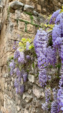 Wisteria inflorescences 'in taş bir duvara karşı dikey fotoğrafı. Üst üste gelen mor çiçekler, dokulu arka planla tezat oluşturuyor. Botanik, çiçek, bahçe, doğa ve mimari temalar için ideal.