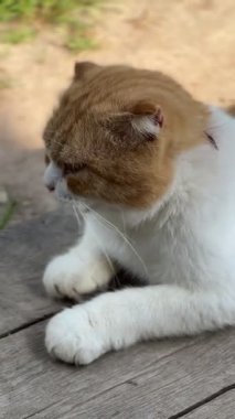 Dışarıdaki tahta merdivenlerde yatan İskoç bir kedinin dikey videosu. Rahat duruş, yumuşak kürk, yuvarlak yüz, katlanmış kulaklar. Sıcak atmosfer, hayvan istirahati, evcil hayvan, sakin an, açık hava.