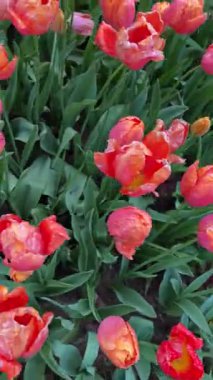 Türkiye 'nin İstanbul kentinde düzenlenen lale Festivali' nde bahçede açan kırmızı lalelerin dikey videosu. Çiçek, bahar, seyahat, doğa ve botanik temalar için ideal.