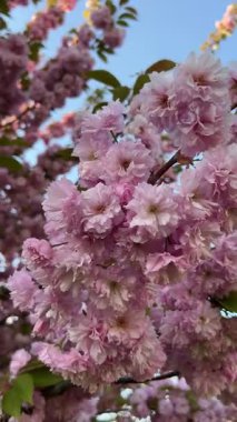 Parlak mavi gökyüzüne karşı kiraz çiçeklerinin dallarının dikey videosu. Bahar, doğa ve çiçek teması için ideal. Canlı çiçekler ve mevsimsel güzellikler sergilemek için mükemmel..