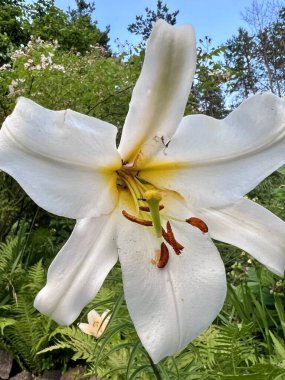 Yeşil yapraklar arasında beyaz zambak çiçeğinin dikey fotoğrafı, doğal bahçe sahnesi, çiçek açan bitki, botanik güzellik, çiçek zarafeti, yaz doğası, taze yeşillik, narin taç yaprakları, yakın çekim çiçeği.. 