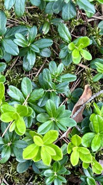 Yeşil yapraklı yaban mersini bitkisinin dikey fotoğrafı, orman arka planı, doğal orman manzarası, yakın çekim yeşilliği, yabani bitki, Aşı vitis-idaea, botanik doku, kuzey flora, doğa detayı