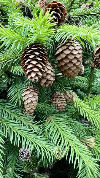 Yeşil iğnelere, kozalaklı ağaçlara, orman doğasına, yemyeşil ağaçlara, botanik dokusuna, doğal arka plana, orman sahnesine, mevsimlik bitkilere, çam ailesine karşı yakın plan çekilmiş ladin konilerinin dikey fotoğrafı.. 