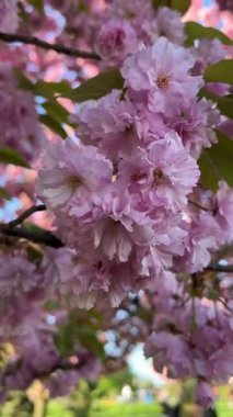 Parlak mavi gökyüzüne karşı kiraz çiçeklerinin dallarının dikey videosu. Bahar, doğa ve çiçek teması için ideal. Canlı çiçekler ve mevsimsel güzellikler sergilemek için mükemmel..