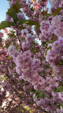 Mavi gökyüzüne karşı kiraz çiçeklerinin dikey videosu, ilkbahar sahnesi, çiçek açan sakura, yumuşak pembe çiçekler, mevsimlik güzellik, sakin doğa, çiçek arkaplan, romantik ruh hali, Japonya 'dan esinlenilmiş atmosfer 