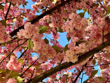 Mavi gökyüzüne karşı kiraz dalları, ilkbahar çiçekleri, çiçek açan ağaç, mevsimlik doğa, yumuşak pembe çiçekler, doğal güzellik, huzur manzarası, çiçekli arka plan, romantik atmosfer, Japonya 'dan esinlenilmiş. 